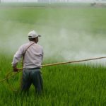 pesticide, roundup, monsanto, glyphosate, Elena Blum