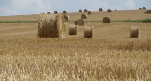 Mathilde Ciulla politique agricole commune PAC