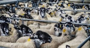 animal, bien être, souffrance animale, aude porchet