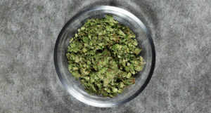 Cannabis, marijuana, ganja, THC, Elena Blum, drogue en europe, Cannabis en Europe, ICE, Weed like to talk, Elena Blum